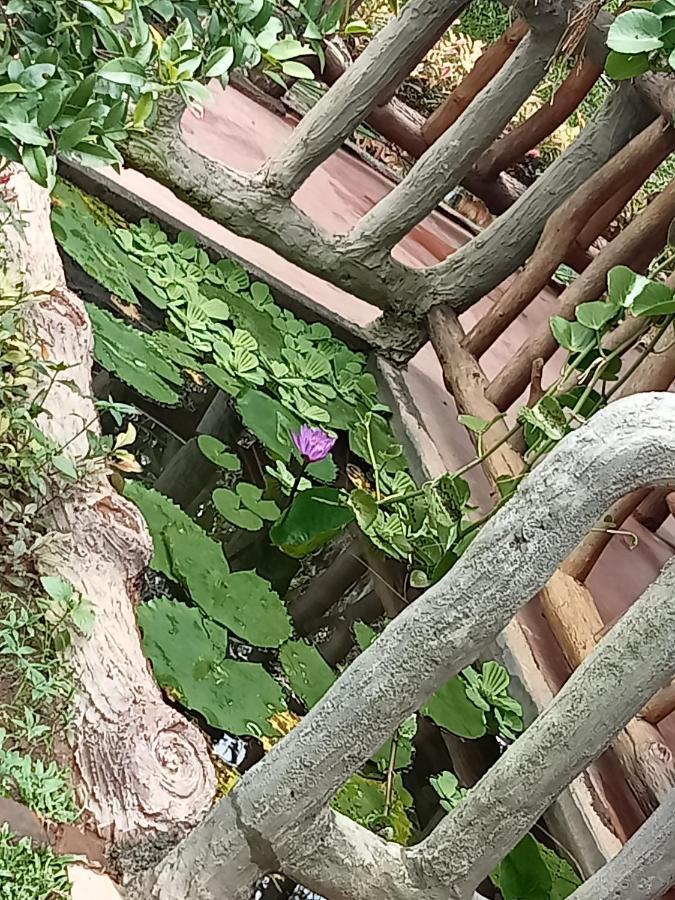 Sigiriya Nature View Home Stay Zewnętrze zdjęcie
