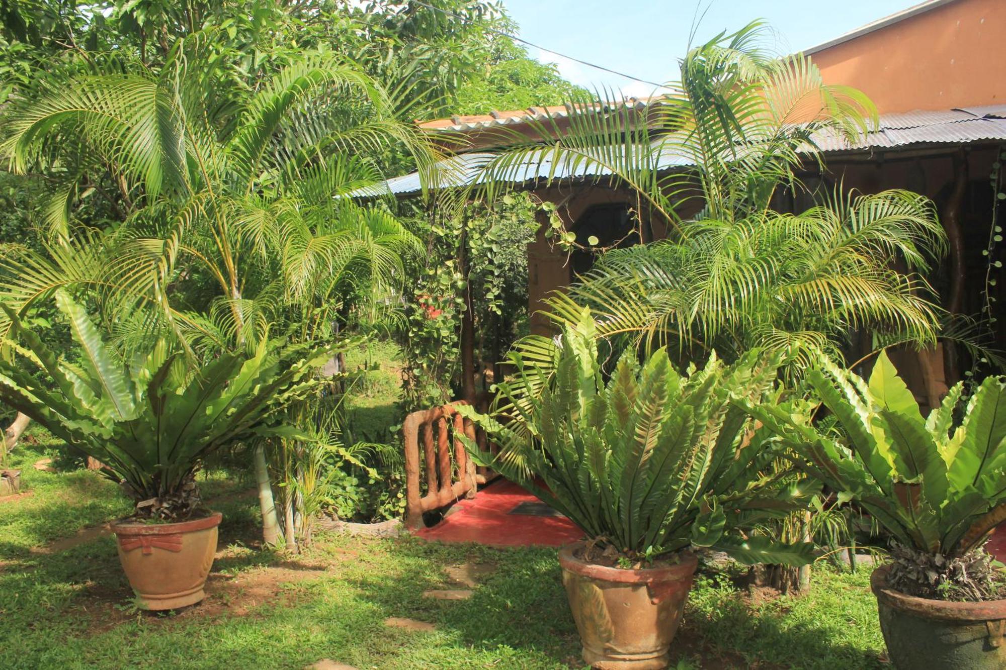 Sigiriya Nature View Home Stay Zewnętrze zdjęcie