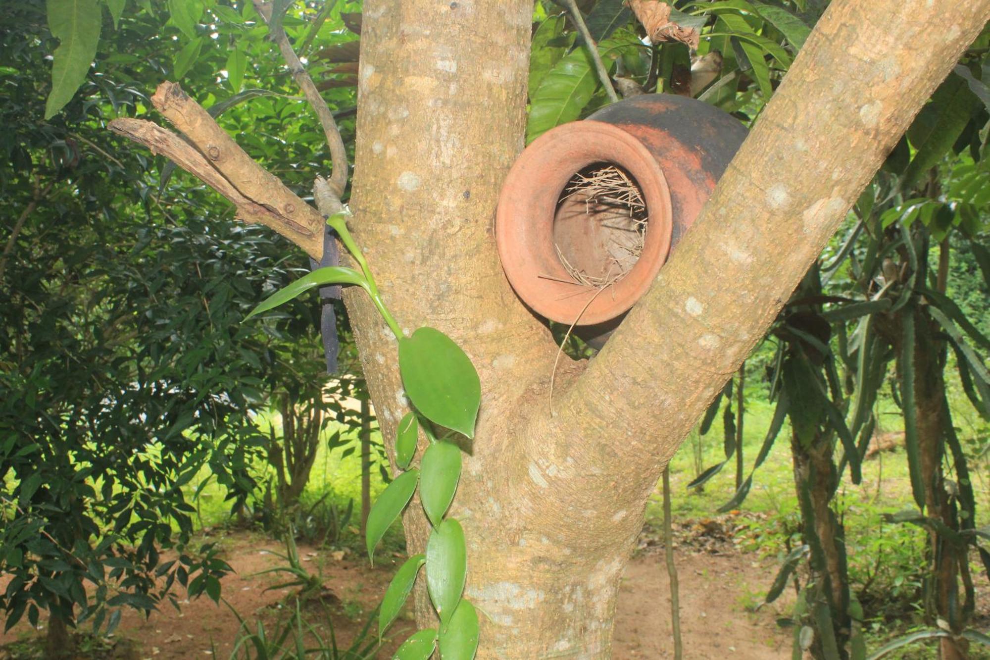 Sigiriya Nature View Home Stay Zewnętrze zdjęcie